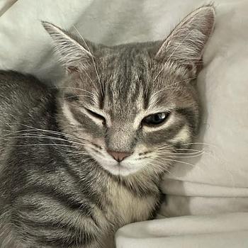 Osman Fatušic Profile Picture