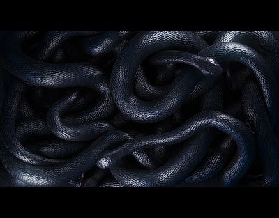 Still of Project "Serpents"